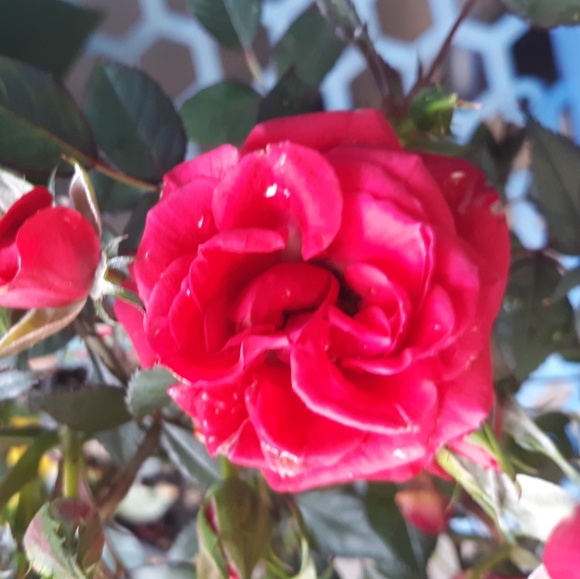 Meet your Posher, Zoe - Picture 1 of 2